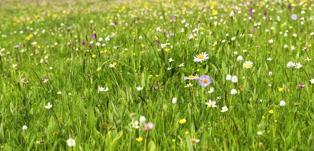 Wild flowers