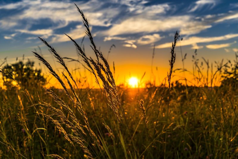 Sunset over wheat field with grass in foreground